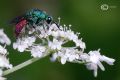 Chrysis marginata aliunda